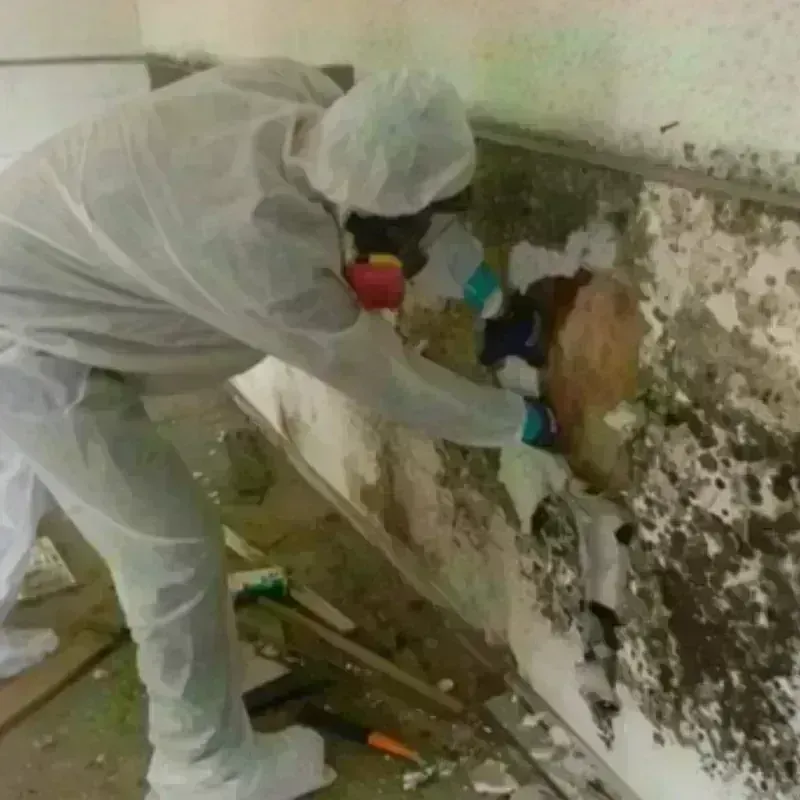 Mold Remediation and Removal in Herkimer County, NY